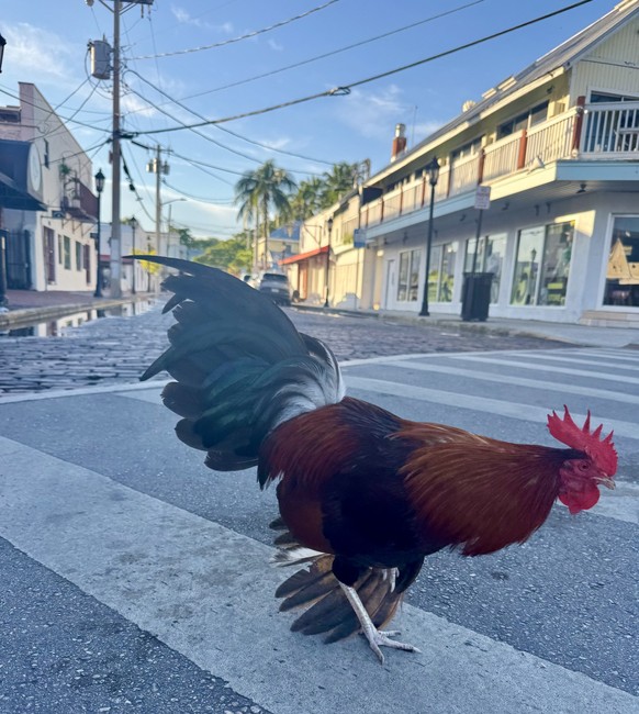 Quitter le chaos de Miami pour filer au bout du monde, au volant d’une Mustang décapotable, c’est vivre le cliché américain dans toute sa splendeur. Quatre heures de route, 42 ponts et un chapelet d’î ...