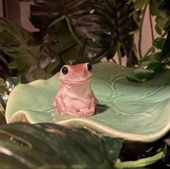 cute news tier frosch

https://imgur.com/t/aww/nczxQP8