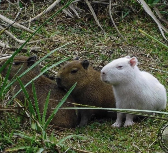 cute news tier capybara

https://www.reddit.com/r/capybara/comments/14f00ok/albino_baby_bara/