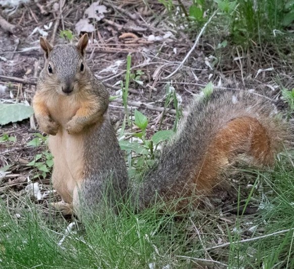 cute news animal tier eichhörnchen squirrel

https://www.reddit.com/r/squirrels/comments/urw6s4/breaking_news_russian_olympic_squirrel_team/