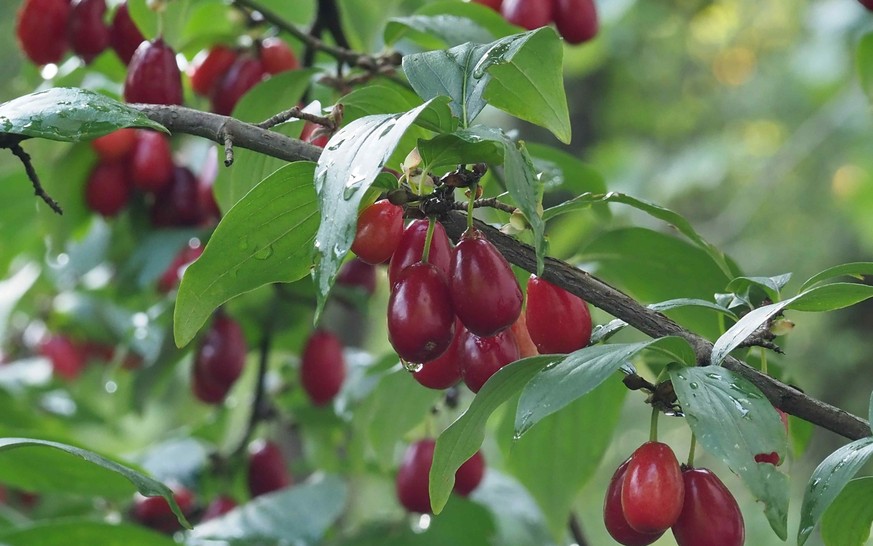 Cornus mas, le Cornouiller mâle.
