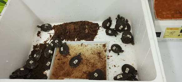 35 tortues ont été retrouvées dans les valises de deux femmes indiennes à l'aéroport de Bangkok