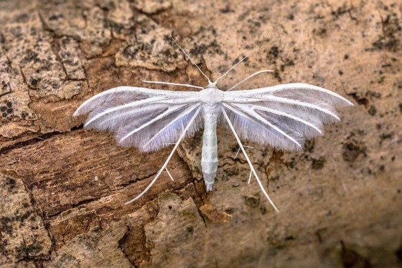 White plume moth, White plume moth (Pterophorus pentadactyla) butterfly. Insect resting on wood