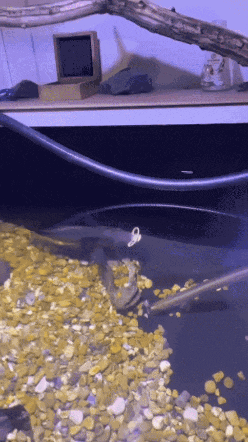 GIF animé