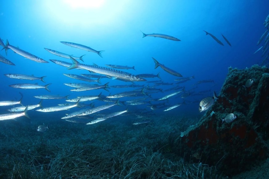 Les barracudas, photographiés ici près de Marseille par Sandrine Ruitton, envahissent de plus en plus la Méditerranée. À mesure qu&#039;ils grandissent, ils peuvent également devenir dangereux pour le ...