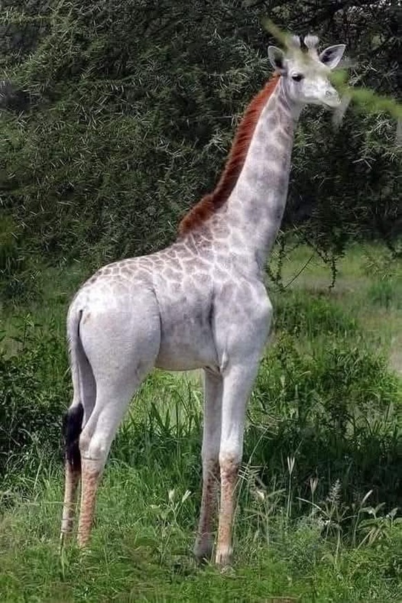 cute news tier giraffe

https://www.reddit.com/r/NatureIsFuckingLit/comments/1ichhr0/this_rare_white_giraffe_named_omo_was_first/