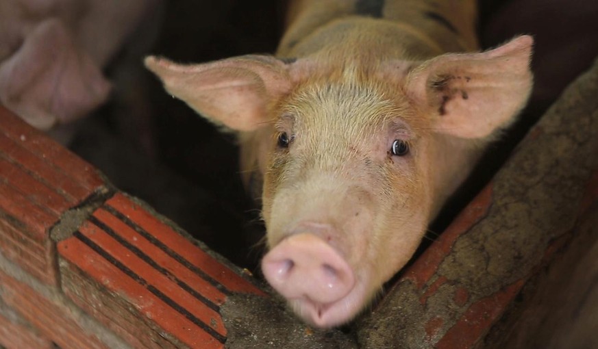 In this May 30, 2019, photo, a pig is seen in a pen in My Duc district, Hanoi, Vietnam. Asian nations are scrambling to contain the spread of the highly contagious African swine fever with Vietnam cul ...