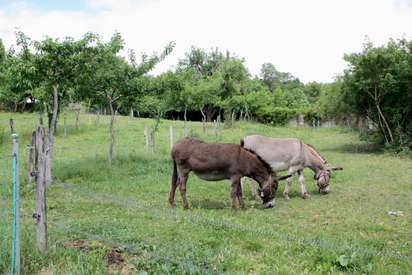 Reportage à la ferme de Trois Rods, dans le canton de Neuchâtel, avec un membre du service civil.