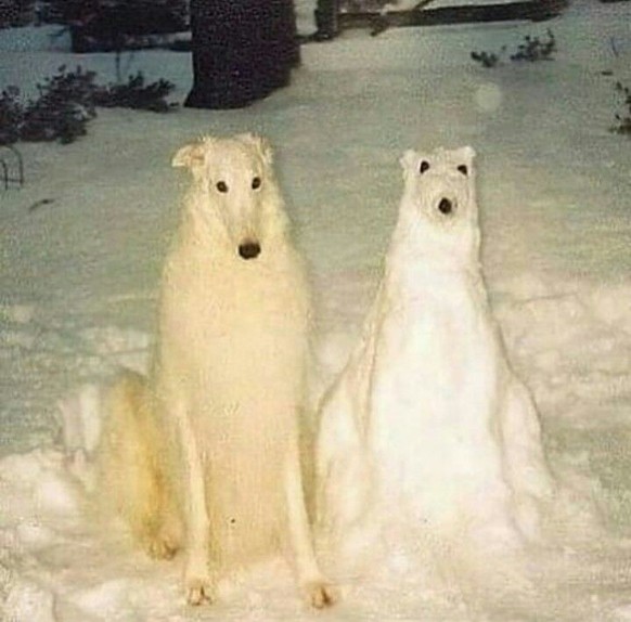 cute news tier hund

https://ch.pinterest.com/pin/1196337402697999/