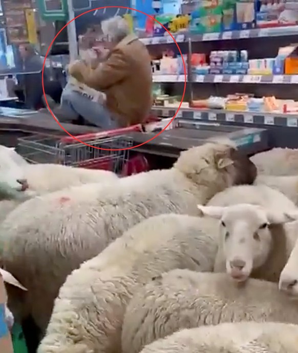 Des moutons ont envahi un supermarché en Allemagne.