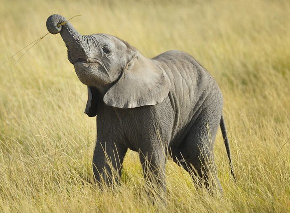 cute news tier elefant

https://www.reddit.com/r/Elephants/comments/1dnuivu/baby_elephant_loves_his_snack/