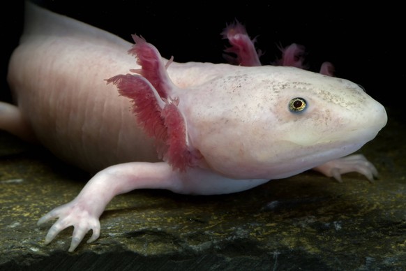 Axolotl / Mexican salamander (Ambystoma mexicanum), white or leucistic form, critically endangered in the wild, captive, native to Mexico PUBLICATIONxINxGERxSUIxAUTxONLY 1421152 JohnxCancalosi

Axolot ...