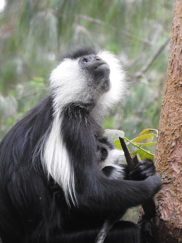 Guereza Colobus (Colobus guereza) 
Schwarz-weisse Stummelaffen