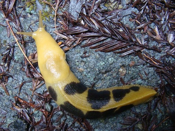 cute news tier bananenschnecke

https://creativecommons.org/licenses/by-sa/3.0/