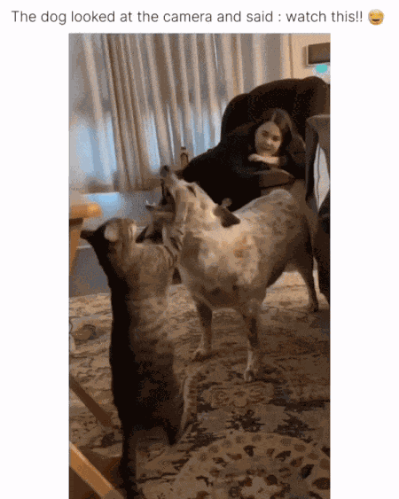 GIF animé