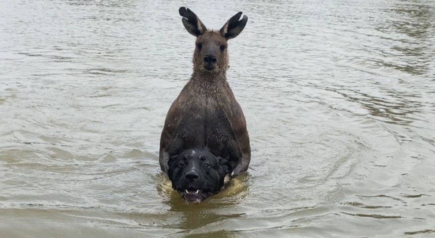 Il se bat contre un kangourou qui tente de noyer son chien  