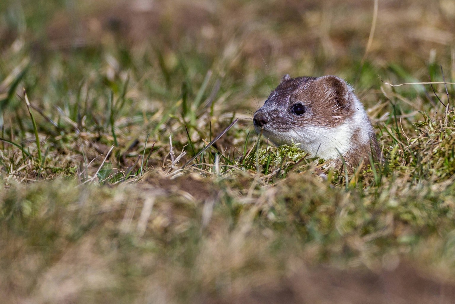 Hermelin, Grosses Wiesel, Grosswiesel, Gross-Wiesel, Kurzschwanzwiesel, Kurzschwanz-Wiesel Mustela erminea, Portraet im Fellwechsel, Deutschland, Baden-Wuerttemberg Ermine, Stoat, Short-tailed weasel  ...