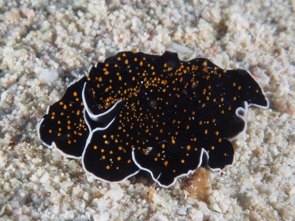 Sternenhimmel-Strudelwurm Thysanozoon flavotuberculatum, Strudelwurm vor einfarbig schwarzem Hintergrund. Tauchplatz Abu Fendera, Rotes Meer, Ägypten, Afrika *** Starry sky Earthworm Thysanozoon flavo ...