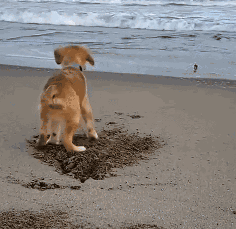 GIF animé