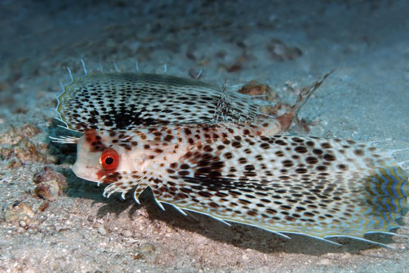 Gepunkteter Knurrhahn (Dactyloptena gilberti), mit gespreizten Brustflossen auf Sandgrund, Insel Saparua, Molukken, Banda See, Pazifik, Indonesien, Asien Copyright: imageBROKER/NorbertxProbst ibxnpr04 ...
