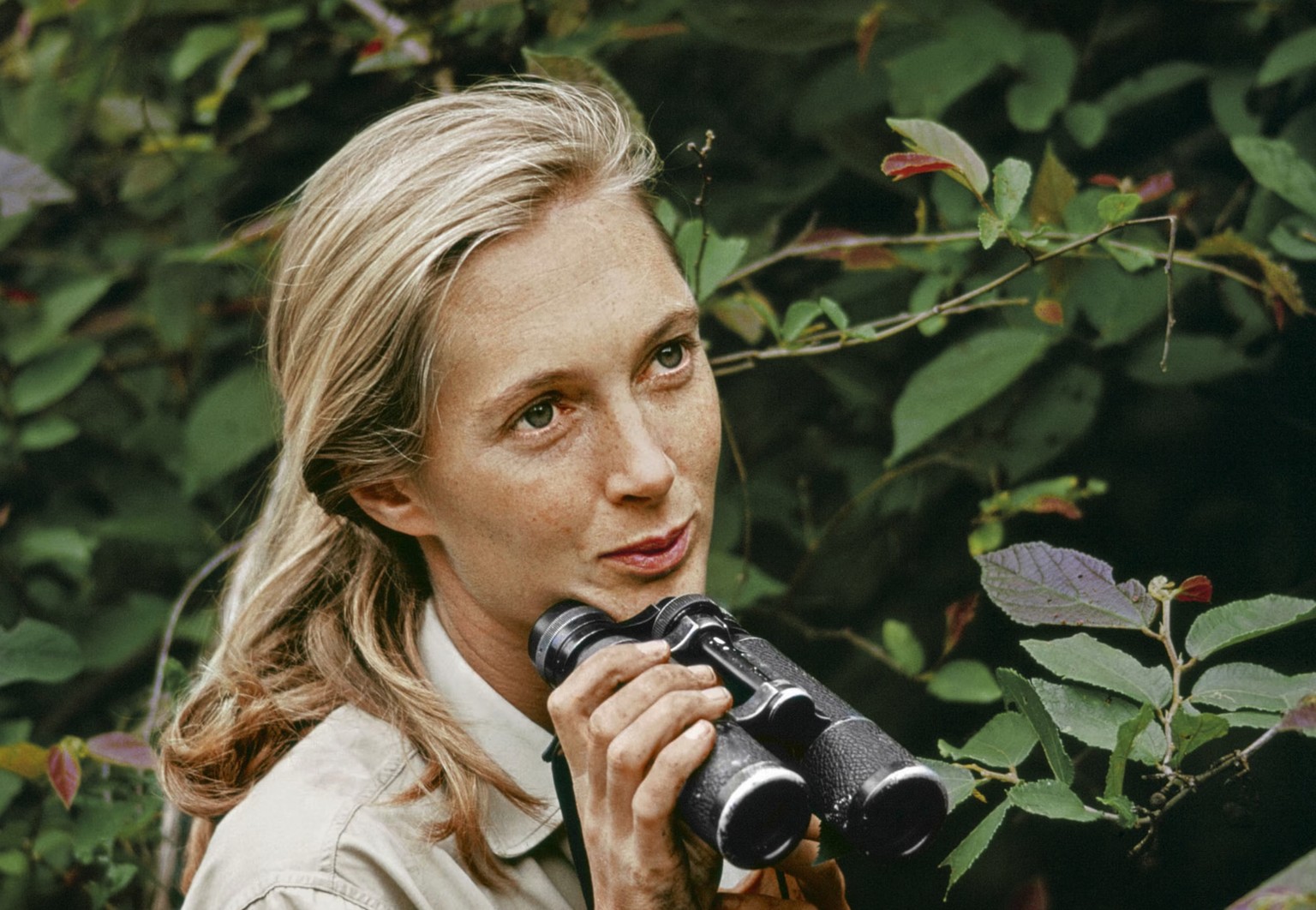 Avec son carnet et sa paire de jumelles, Jane Goodall est devenue icône du National Geographic.