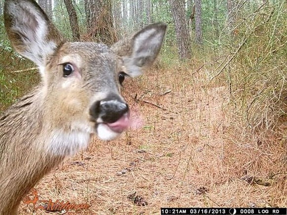 Lustige Tiere von der Wildtierkamera erwischt