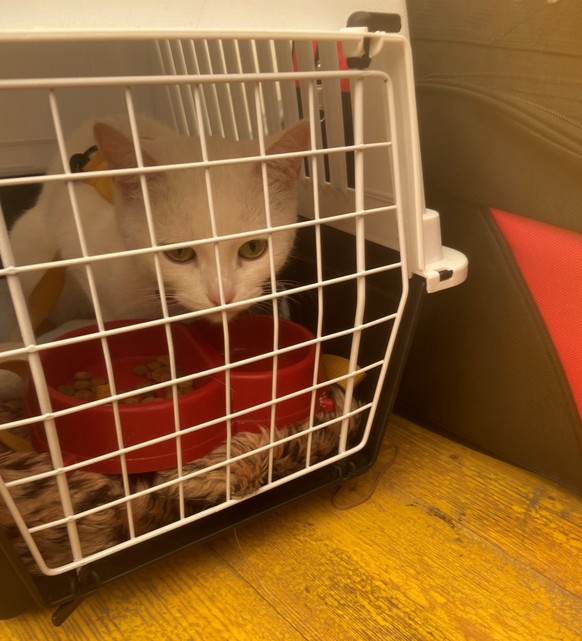 L'un des chats d'un réfugié ukrainien dans les centres fédéraux pour requérants d’asile (CFA) de Bâle.