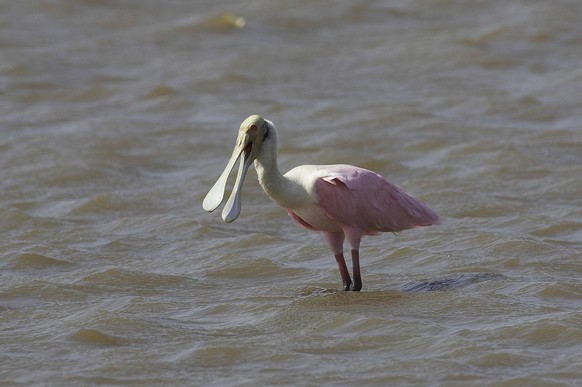 Rosalöffler platalea ajaja, adult im Wasser stehend mit offenem Schnabel, Los Lianos in Venezuela *** Rosal Spoonbill Platalea Ajaja , Adult at Water standing with open Beak, Los LIANOS in Venezuela C ...