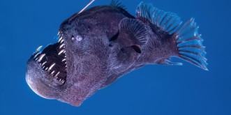 Ce diable noir des abysses ne devrait pas être là