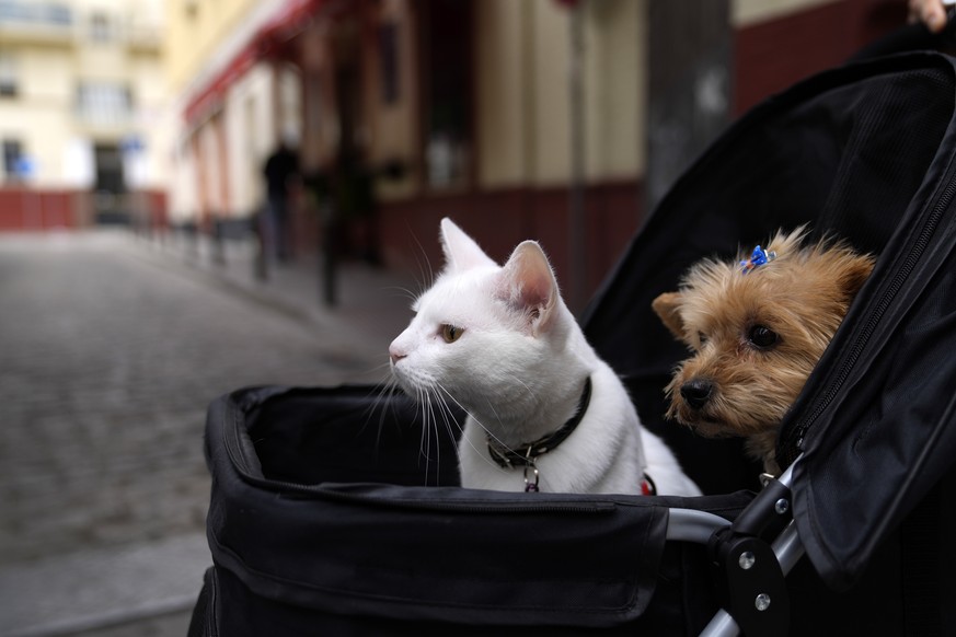 A cat and a dog sit inside a baby stroller in Seville, Spain, Saturday, June 19, 2021. (AP Photo/Thanassis Stavrakis)