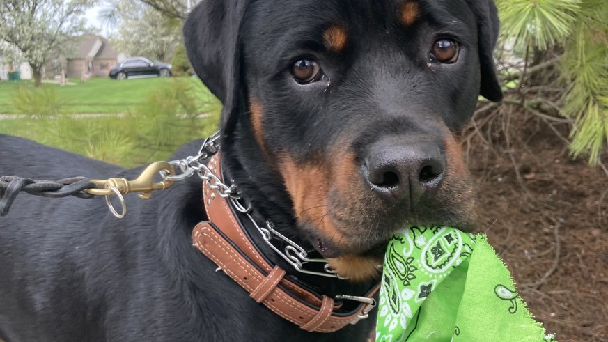 Zurich interdit les rottweilers après des incidents graves.