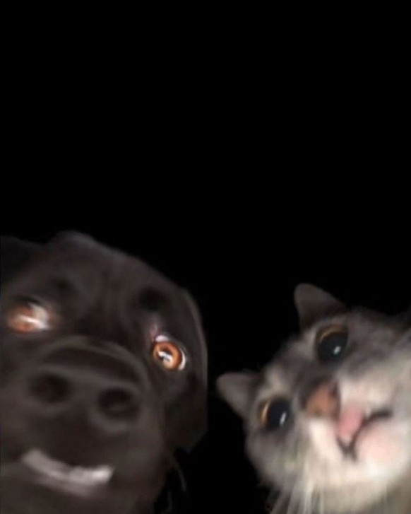 cute news tier hund katze

https://www.instagram.com/p/C4Yz7Y-o5Iy/