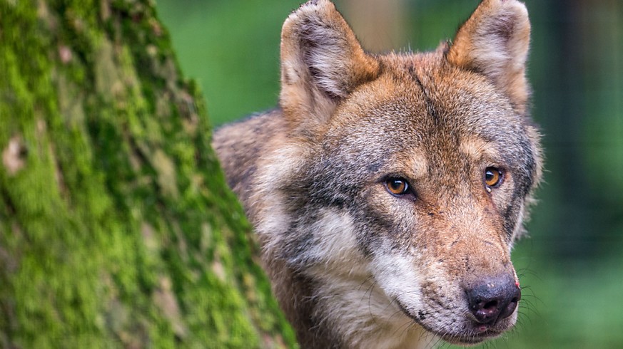 Un loup sévit depuis plusieurs semaines dans le Jura bernois suscitant la colère et l&#039;inquiétude des agriculteurs (image d&#039;illustration).