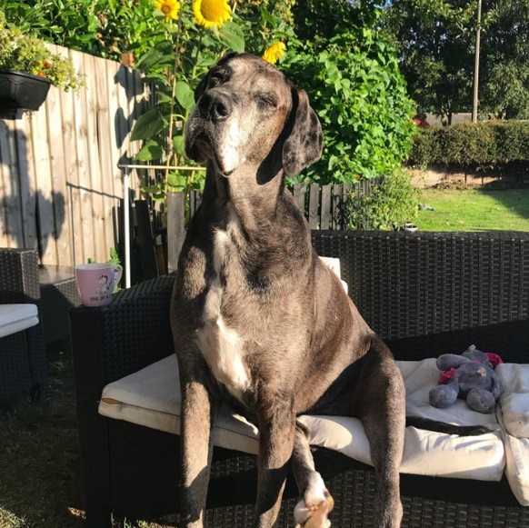 Freddy, der grösste Hund der Welt mit 2.30 Metern wenn er sich aufstellt

https://www.instagram.com/p/B2i_Qc0B3sX/