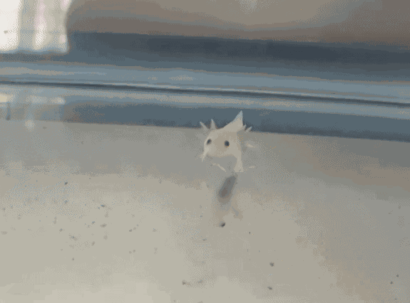 GIF animé