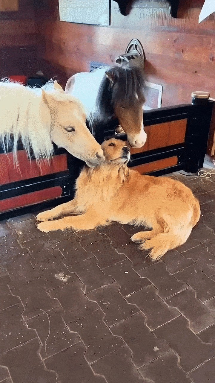 GIF animé