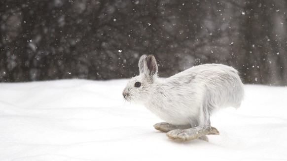 Les feux de forêt ont des conséquences sur la faune et la flore. Comment la forêt de Bitsch va-t-elle se transformer? Voici les conséquences de l&#039;incendie en Valais pour les animaux.