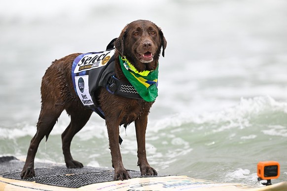 LES CHAMPIONNATS DU MONDE DE SURF CANIN en Californie