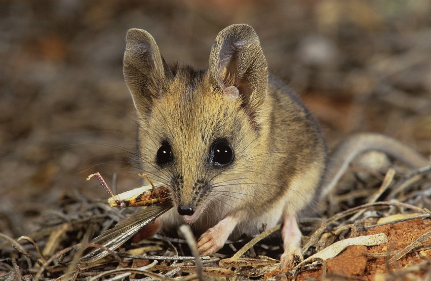 Le dunnart à pieds étroits, un petit cousin du tigre de Tasmanie.