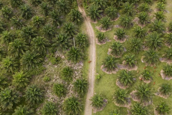 Cows graze at a palm oil plantation in Polewali Mandar, South Sulawesi, Indonesia, Tuesday, April 23, 2024. From trees felled in protected national parks to massive swaths of jungle razed for palm oil ...