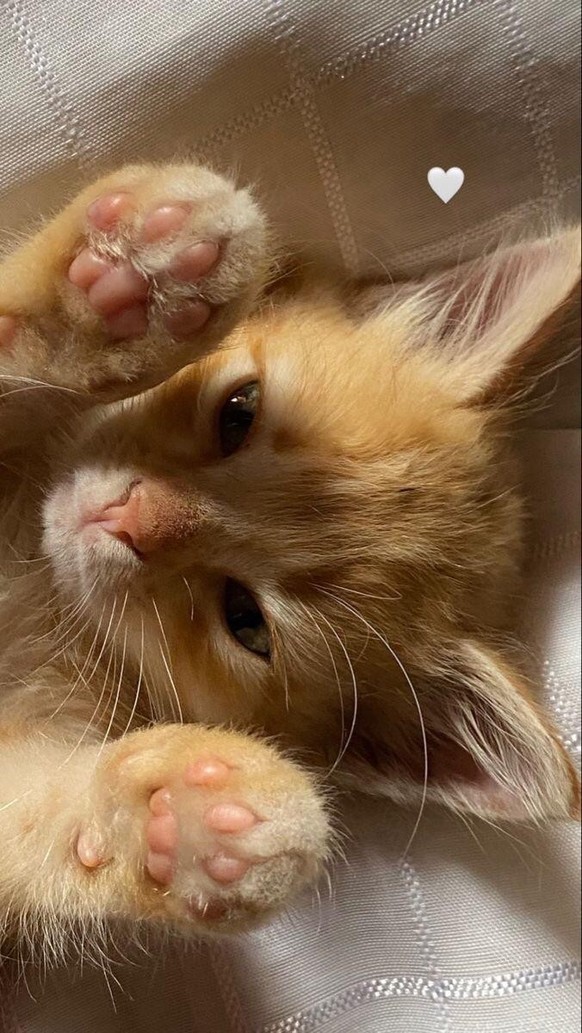 cute news tier katze

https://www.reddit.com/r/CatsBeingCats/comments/1d7f6h8/a_small_but_very_naughty_cat_by_playing_but_you/