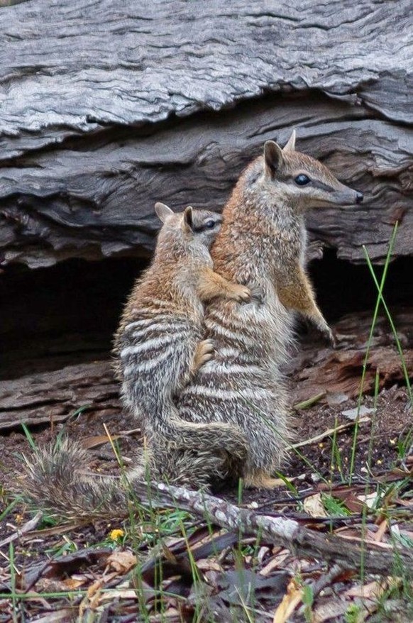 cute news tier numbat

https://ch.pinterest.com/pin/43347215158468887/