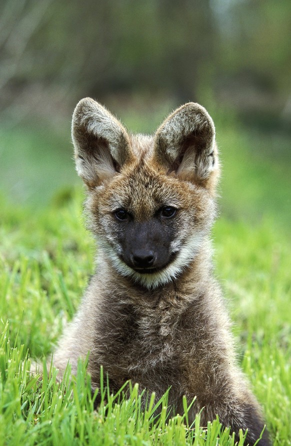 Mähnenwolf chrysocyon brachyurus, Welpe sitzt auf Gras *** Maned wolf Chrysocyon brachyurus , Puppy sits at Grass Copyright: imageBROKER/G.xLacz ibllag08228991.jpg Bitte beachten Sie die gesetzlichen ...