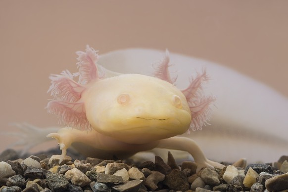 Axolotl (Ambystoma mexicanum), Axolotl (Ambystoma mexicanum) in aquarium