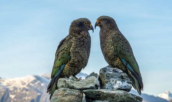 Kea parrots at French ridge hut in Mt Aspiring national park in New Zealand