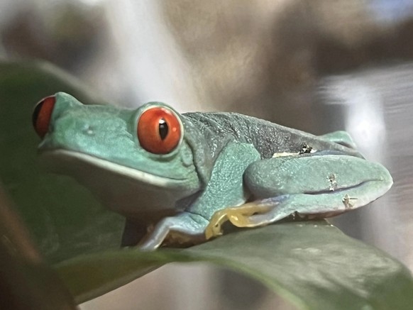 cute news tier frosch

https://www.reddit.com/r/frogs/comments/12w6rep/lil_babys_are_getting_bigger/