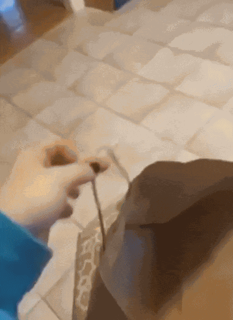 GIF animé