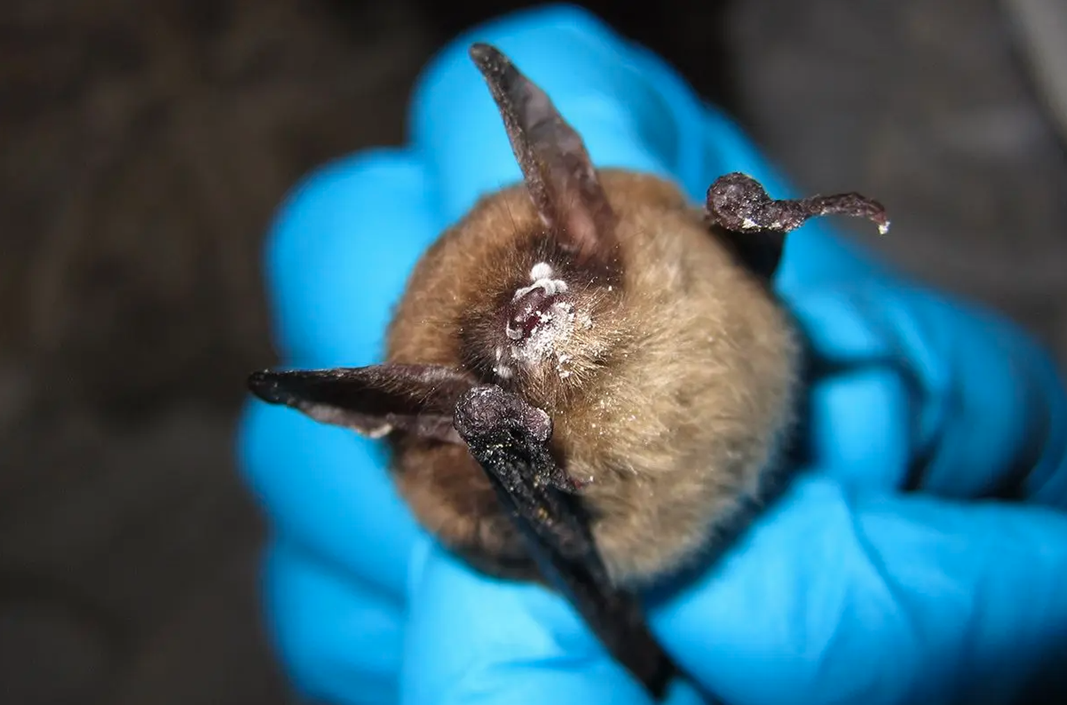 Syndrome du nez blanc chez les chauves souris
