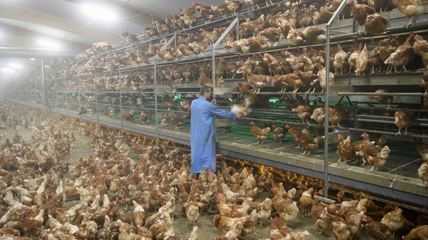 Des poules pondeuses sont photographiees a l&#039;interieur d&#039;un poulailler dans l&#039;exploitation agricole avicole Delacuisine, ce mercredi, 16 novembre 2016, a Daillens. Apres l&#039;appariti ...