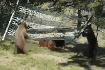 GIF animé